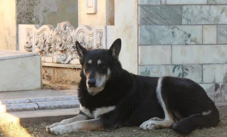 Capitán, perro, Villa Carlos Paz, Córdoba