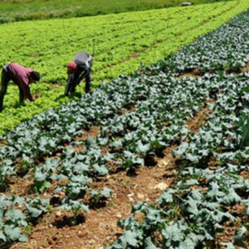 INTA, producción, ecología, concurso, alimentos