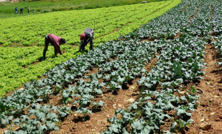 INTA, producción, ecología, concurso, alimentos