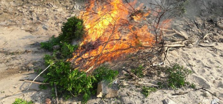 Santiago del Estero, cítricos, ecología, salud