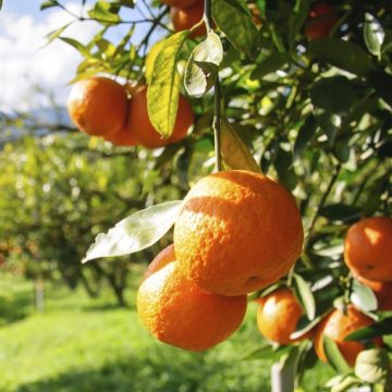 agrotóxicos, contaminación, ecología, Corrientes