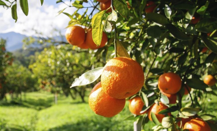 agrotóxicos, contaminación, ecología, Corrientes