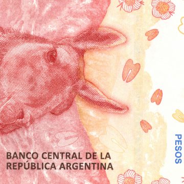 billete, guanaco, cultura