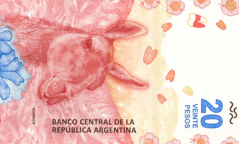 billete, guanaco, cultura