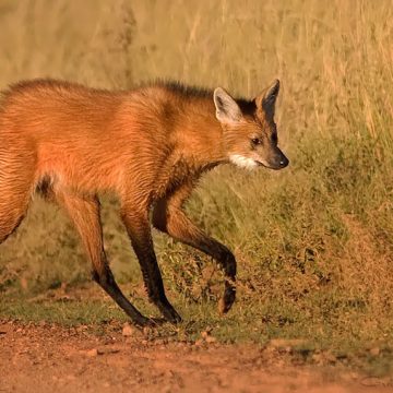 aguará guazú, ecología, extinción