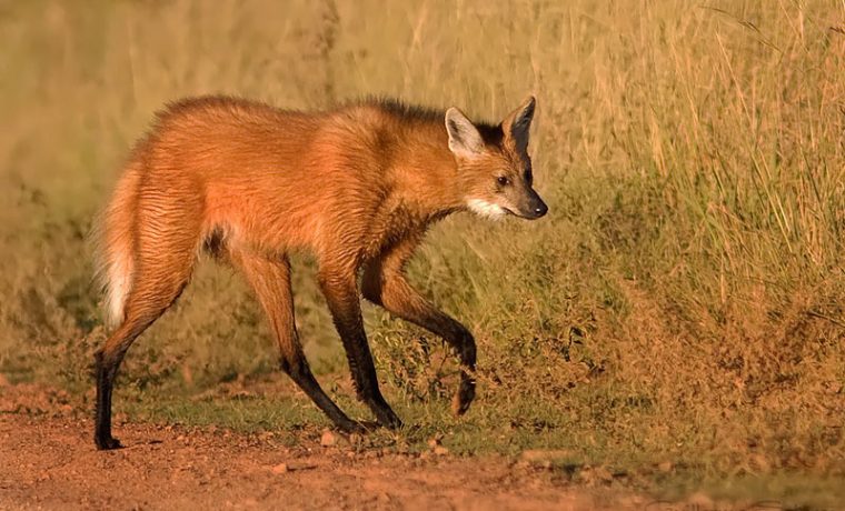 aguará guazú, ecología, extinción