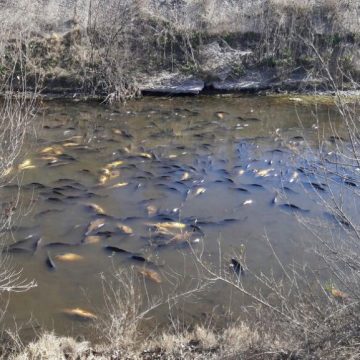 Río Negro, peces muertos, ecología, agrotóxicos