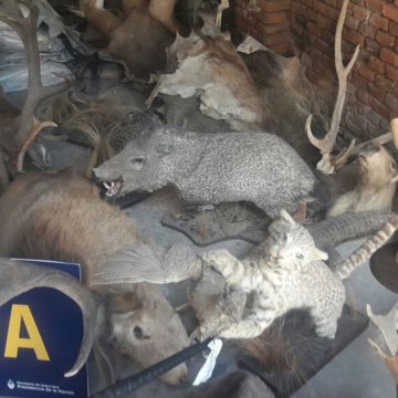 animales, Santa Fe, extinción, ecología