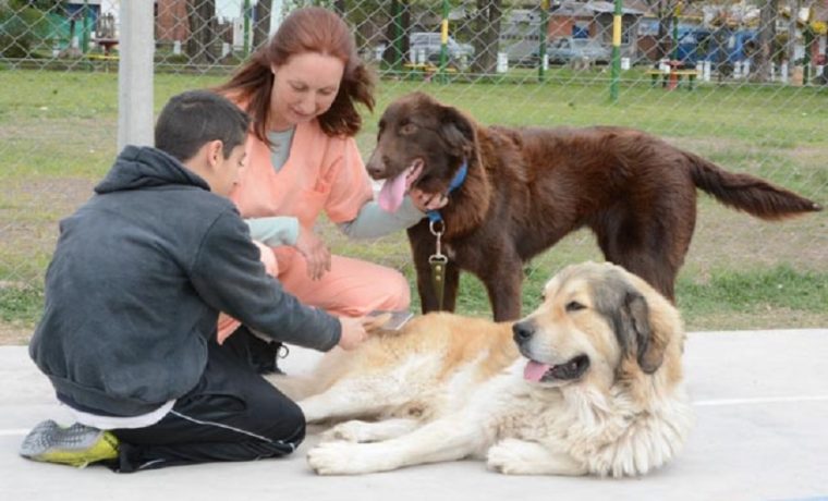 zooterapia, animales, salud, autismo