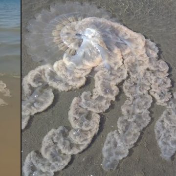 medusas, Puerto Madryn