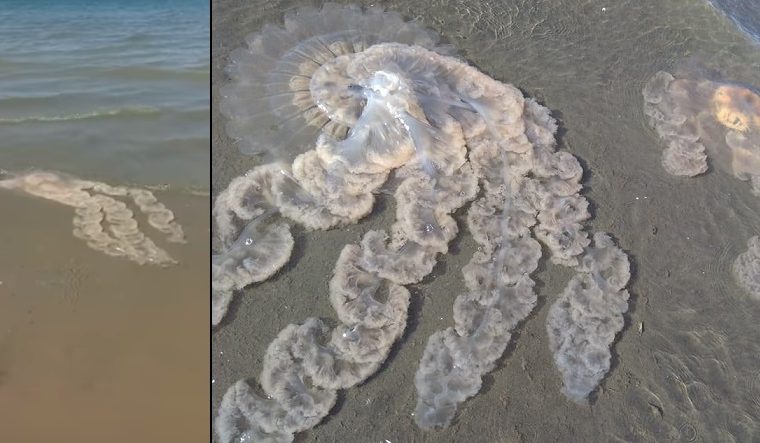 medusas, Puerto Madryn