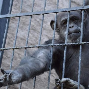 chimpancés, ecología, Ecoparque