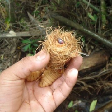 larvas, insectos, guaraníes, cultura