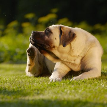 perros, pulgas, garrapatas, ecología, salud