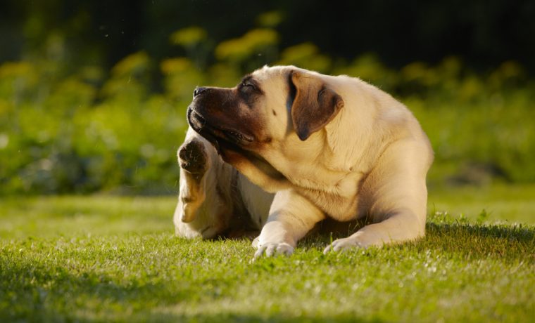 perros, pulgas, garrapatas, ecología, salud