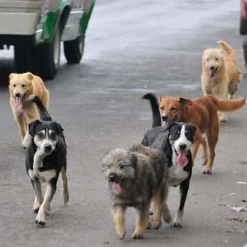 perros, salud, calle