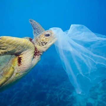 plástico, basura, fauna marina, contaminación