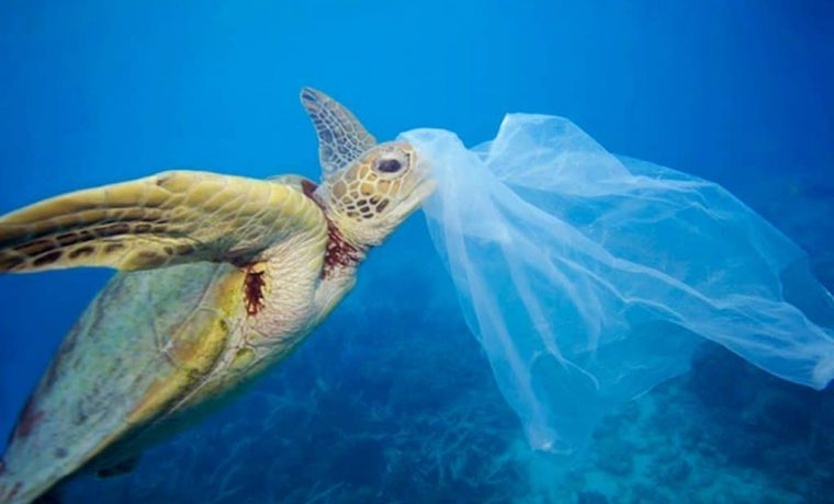 plástico, basura, fauna marina, contaminación