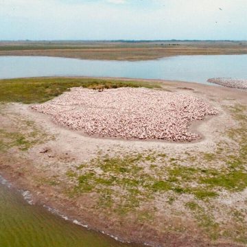 Dorila, flamencos, La Pampa, ecología,