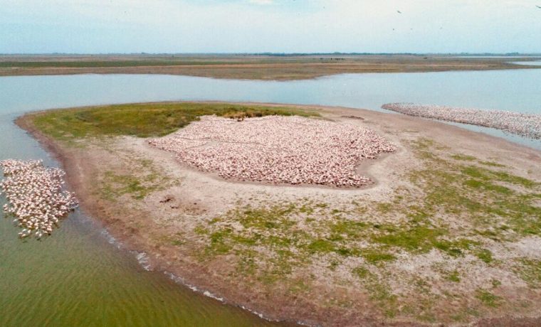 Dorila, flamencos, La Pampa, ecología,