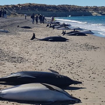 delfines, Chubut, Puerto Madryn, ecología