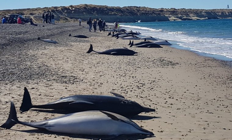 delfines, Chubut, Puerto Madryn, ecología