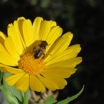 abejas, ecología, polinización