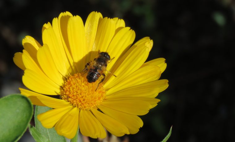 abejas, ecología, polinización