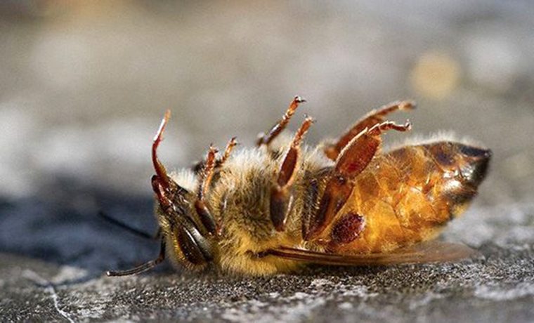 abejas, apicultor, Córdoba, Traslasierra