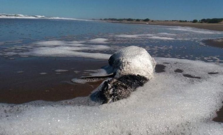 Claromecó, pingüinos, ecología, pesca