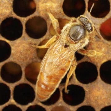 abejas reina, miel, ecología