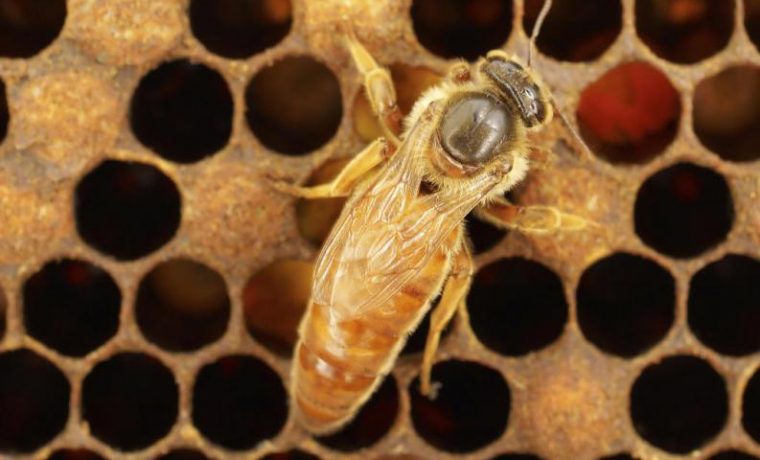 abejas reina, miel, ecología