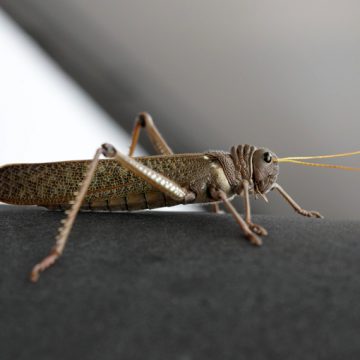 tucuras, Córdoba, insecto