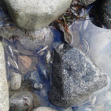 El Bolsón, río Villegas, contaminación, peces