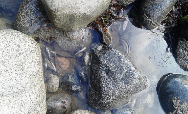 El Bolsón, río Villegas, contaminación, peces