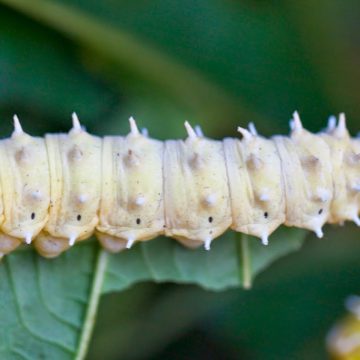 gusano de cera, plástico, ecología, ciencia