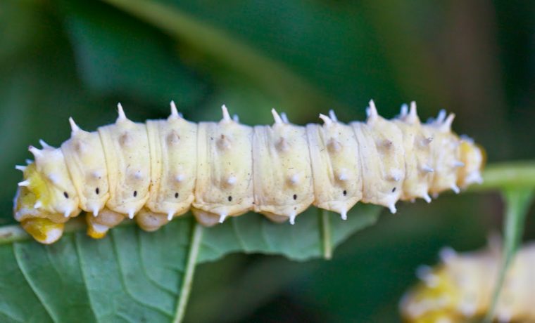 gusano de cera, plástico, ecología, ciencia