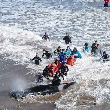 orcas, Costa Atlántica, ecología