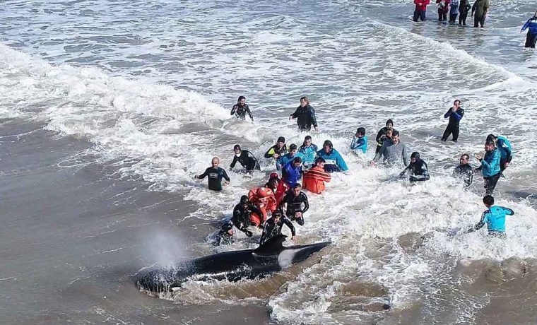 orcas, Costa Atlántica, ecología