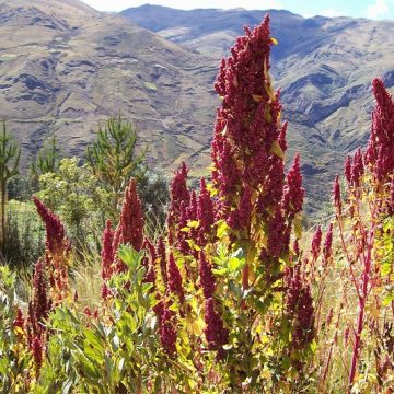 quinoa, planta, ciencia