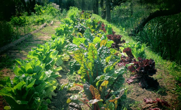 huerta, agroecología, producción,dirección nacional de agroecología